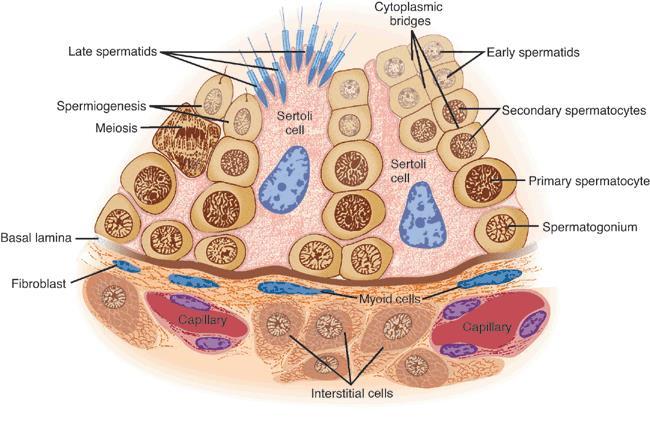 Seminiferous epithelium LH: 1) Stimulates Leydig cells testosterone 2) Responsible for final maturation of ovarian