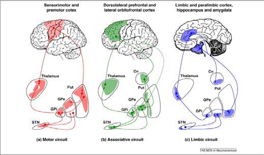 to ventral striatum, anterior cingulate cortex (motivation), orbitofrontal cortex, and thalamus