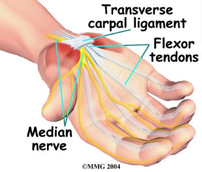 The tenosynovium is a slippery covering that allows the tendons to glide next to each other as they contract and relax to move the hand and fingers.