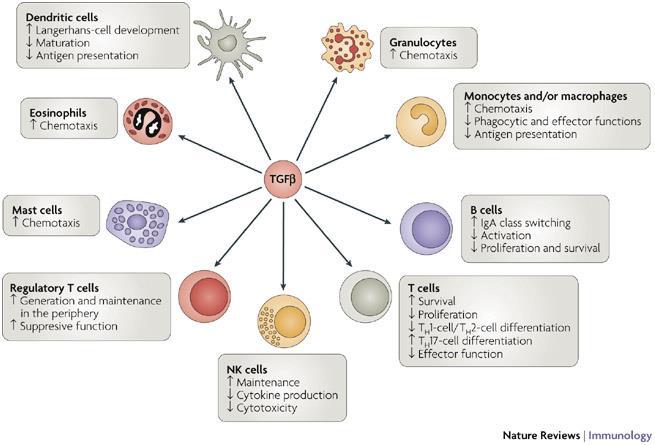 TGF-β and regulatory T cells
