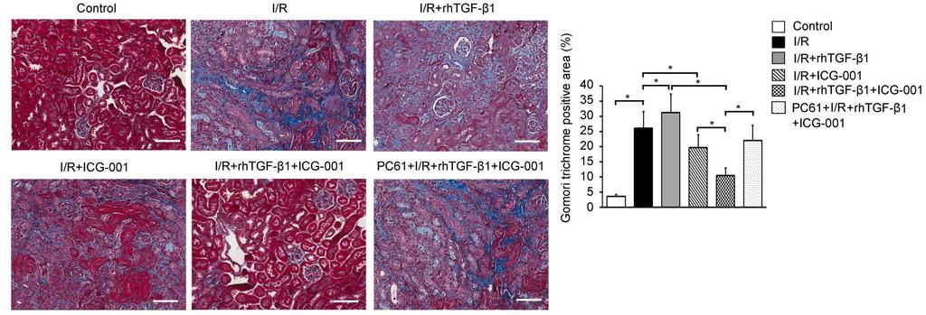 rhtgf-β1 + ICG-001 reduces kidney fibrosis