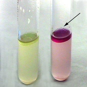 IMViC: Indole test Result: A bright pink color in the top layer indicates the presence of indole The absence of color means that indole was not produced i.e. indole is negative Negative test e.