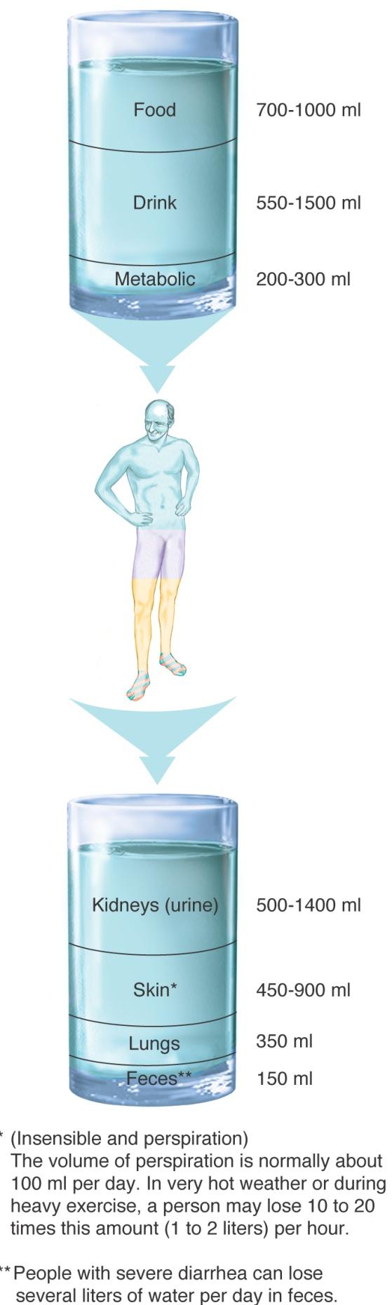 Water Excre<on: Where Does the Water Go? 1. Insensible water losses: the con<nuous loss of body water by evapora<on from the lungs and diffusion through skin. ¼- ½ of daily fluid loss 2.