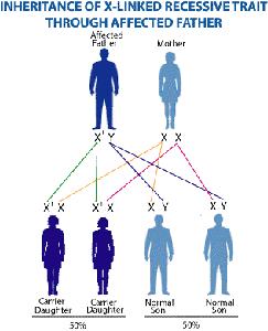 Wallerstein/Perinatal Genetics X-linked Inheritance 6/3/2009 X-linked inheritance Transmitted from carrier females to their sons Females can