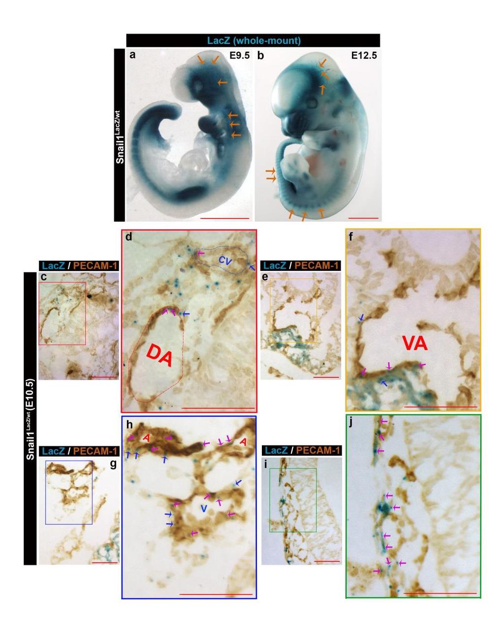 Supplementary Figure 2. Snail1 Is Expressed in Arterial and Venous Beds During Embryonic Development (a,b) Whole-mount X-gal/lacZ staining of embryo at E9.5 (a) and E12.5 (b), respectively.