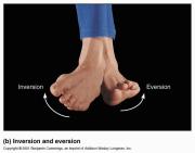Osteokinematics: Fundamental Motions Dorsiflexion & Plantar Flexion Takes