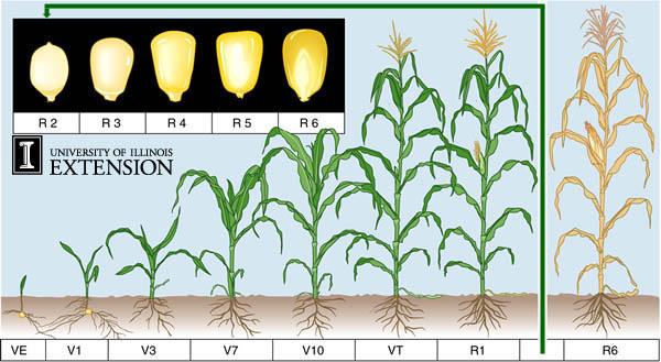 Corn recommendations for 2018 Disease can be limited Weather & climate impacts (La Nina) Later planting, higher Southern rust