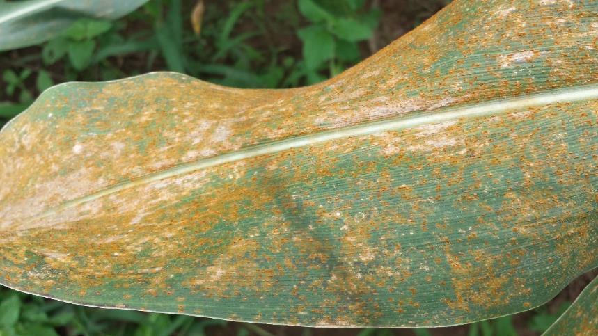 Southern Rust