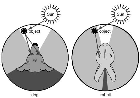 Item Set: Predators and Prey Senses Light that reflects off an object will go into the eyes of dogs and rabbits differently, as shown in this figure.