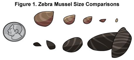 Task Set: Zebra Mussels (Stimulus Materials) Zebra mussels are small shellfish that are normally found in Eastern Europe.