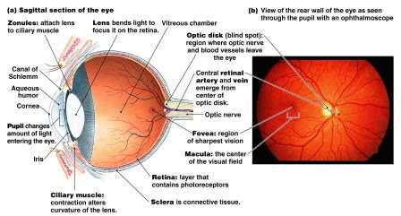 via input from semicircular canals & cristae ampullaris As you rotate eyes slowly drift in opposite direction