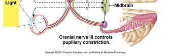 (II), lateral geniculate body to Visual Cortex Amount of