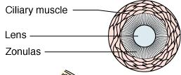 consensual Pupillary light Reflex The Cornea and Lens