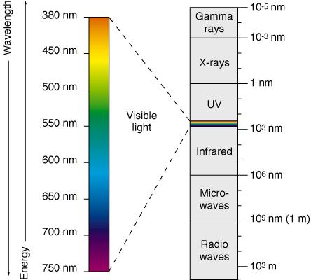Some animals can see UV and IR waves Photo- Receptors Rods Monochromatic night time vision 1 pigment