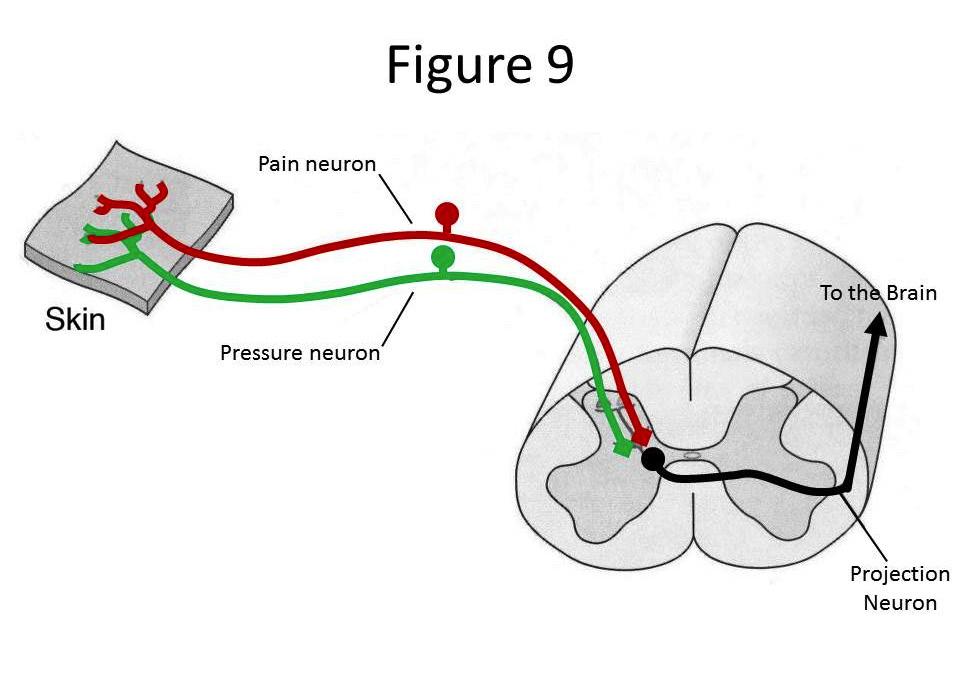 Projection neuron neuron whose axons make synapses in the brain. The pain synapse in the spinal cord Recall that the pain pathway has four neurons.