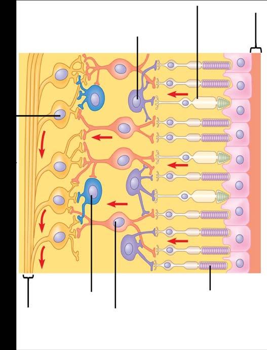 6. (20 points) A schematic of a section of the mammalian retina is shown below. Label the key structures and cell types indicated. Select a sensory receptor and describe what it detects and how.