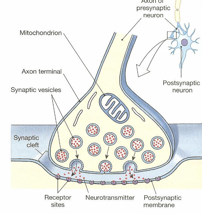 QUIZ/TEST REVIEW NOTES SECTION 7 NEUROPHYSIOLOGY [THE SYNAPSE AND PHARMACOLOGY] Learning Objectives: Explain how neurons communicate stimulus intensity Explain how action potentials are conducted