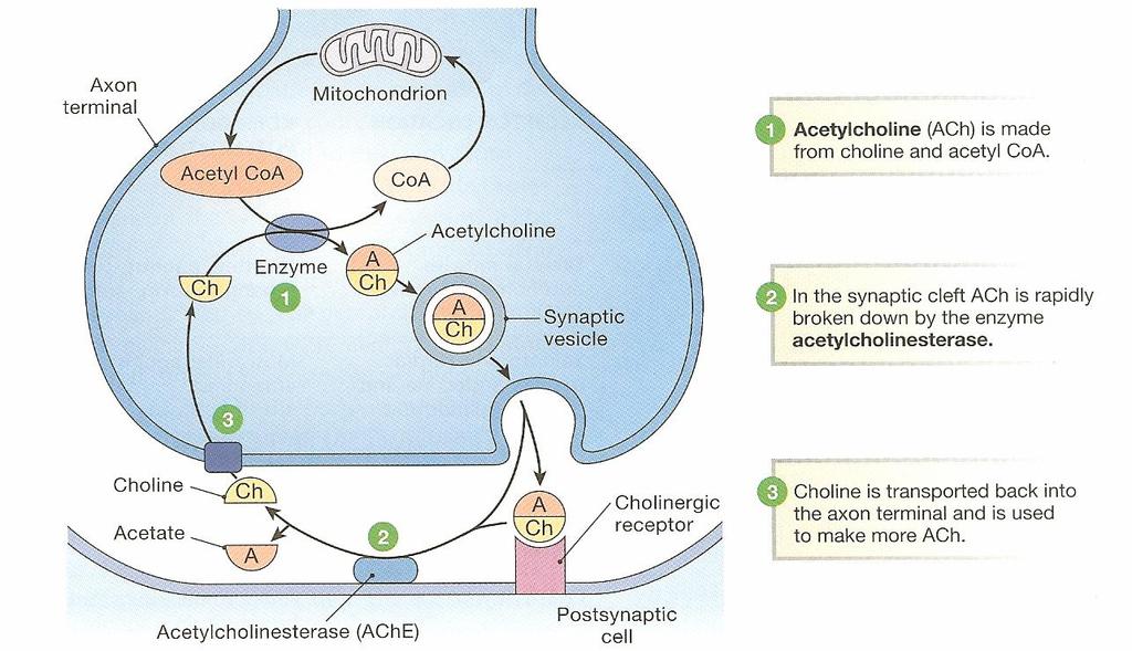 4. Basic Receptor Groups (a) Cholinergic Receptors [mainly ACh NT receptors] Nicotinic - Agonist - Locations: CNS, skeletal muscle, autonomic division PNS, - Monovalent cation channels through which