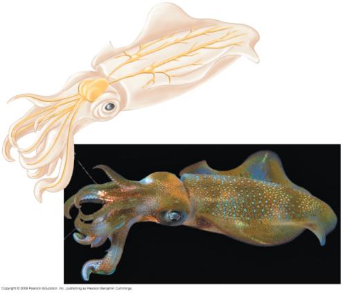 : Neuron organization and structure reflect function in information transfer ntroduction to nformation Processing The squid possesses extremely large nerve s and is a good model for studying neuron