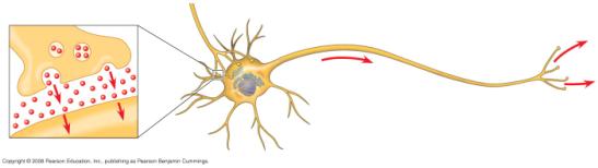 that receive signals from other neurons Nucleus Stimulus Presynaptic hillock Cell body Motor output The axon is typically a much longer extension that