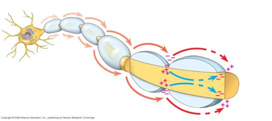 process called saltatory conduction Cell body Schwann Depolarized region (node of Ranvier) Myelin sheath At