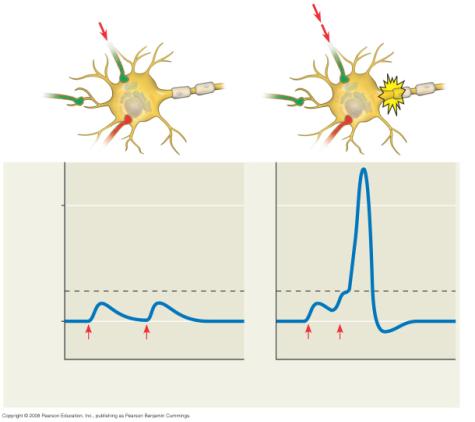 hyperpolarizations that move the farther from threshold After release, the neurotransmitter May diffuse out of the synaptic cleft May be taken up by surrounding s May be degraded by enzymes Summation