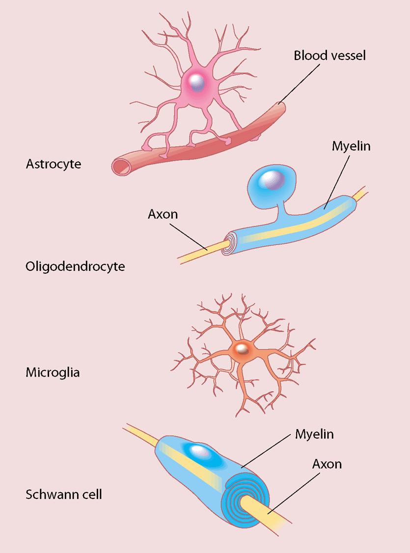 Glial cells Glial Cells do not conduct signals, but without them, the functionality of neurons would be severely diminished.