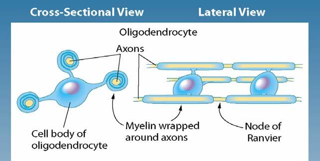 The Role of Glial Cells (2/2) Oligodendrocyte produce myelin
