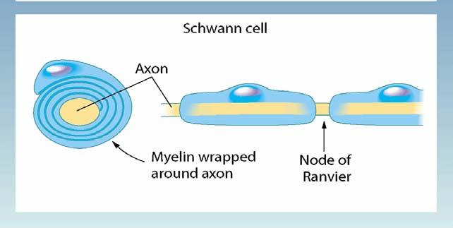 8: Oligodendrocytes and Schwann cells produce myelin around