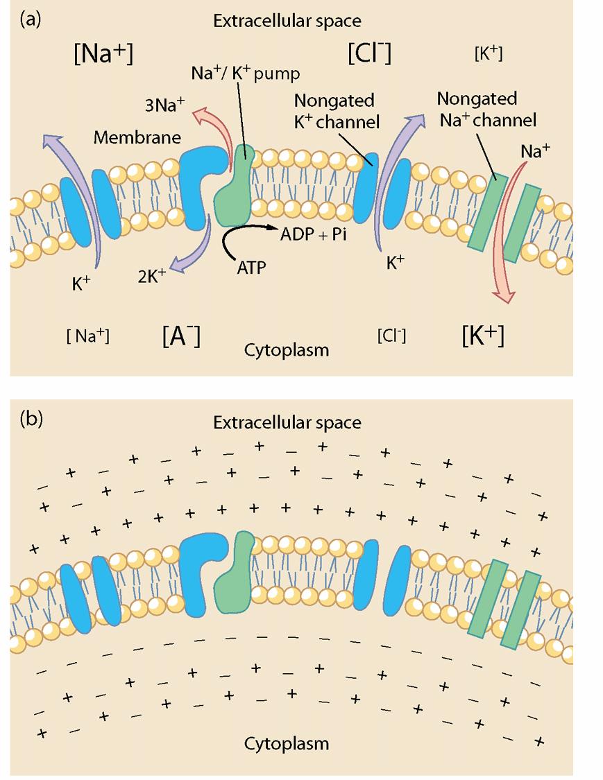 The basis of the resting membrane potential (2/2) Ion channels (or gates) Sodium (Na + ), potassium (K + ) and chloride (Cl - ) channels Electrochemical force onto ions Selective permeability Na + /K