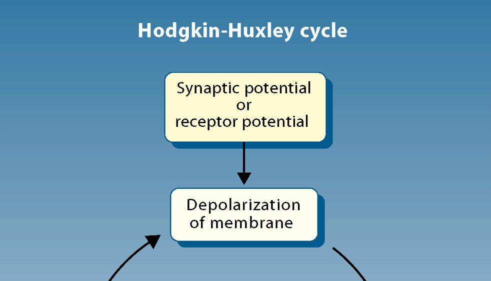 Active Electrical Properties of Neurons (4/5) The Hodgkin-Huxley cycle (Fig. 2.