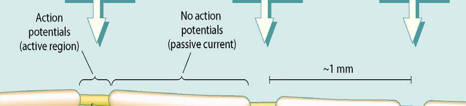 action potential.