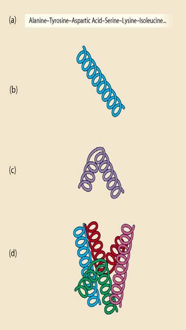 Transmembrane Proteins: Ion Channels and Pumps Ion channels are proteins. (Fig. 2.24, 2.