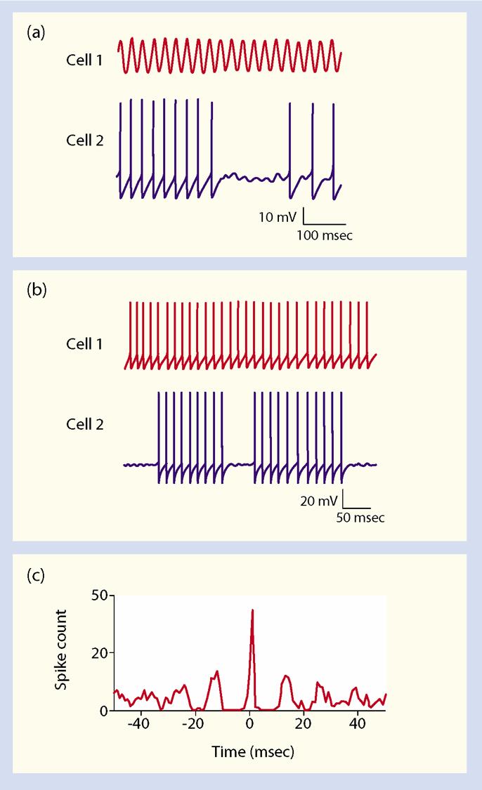 Electrical Transmission (2/2) Rapid information conduction Synchronous neuron operation Fig. 2.