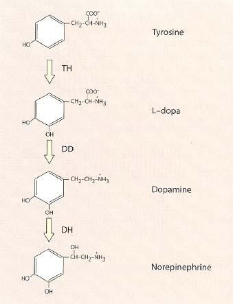 Synthesis of Neurotransmitters Large molecule transmitters (peptides) Produced in the cell body Small molecule transmitters Produced in the synaptic terminals Enzymes necessary for synthesis are