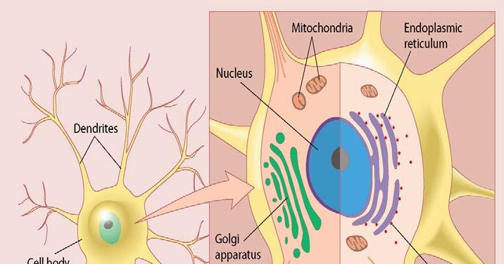 The Structure of Neurons (1/3) Two main classes of cells in