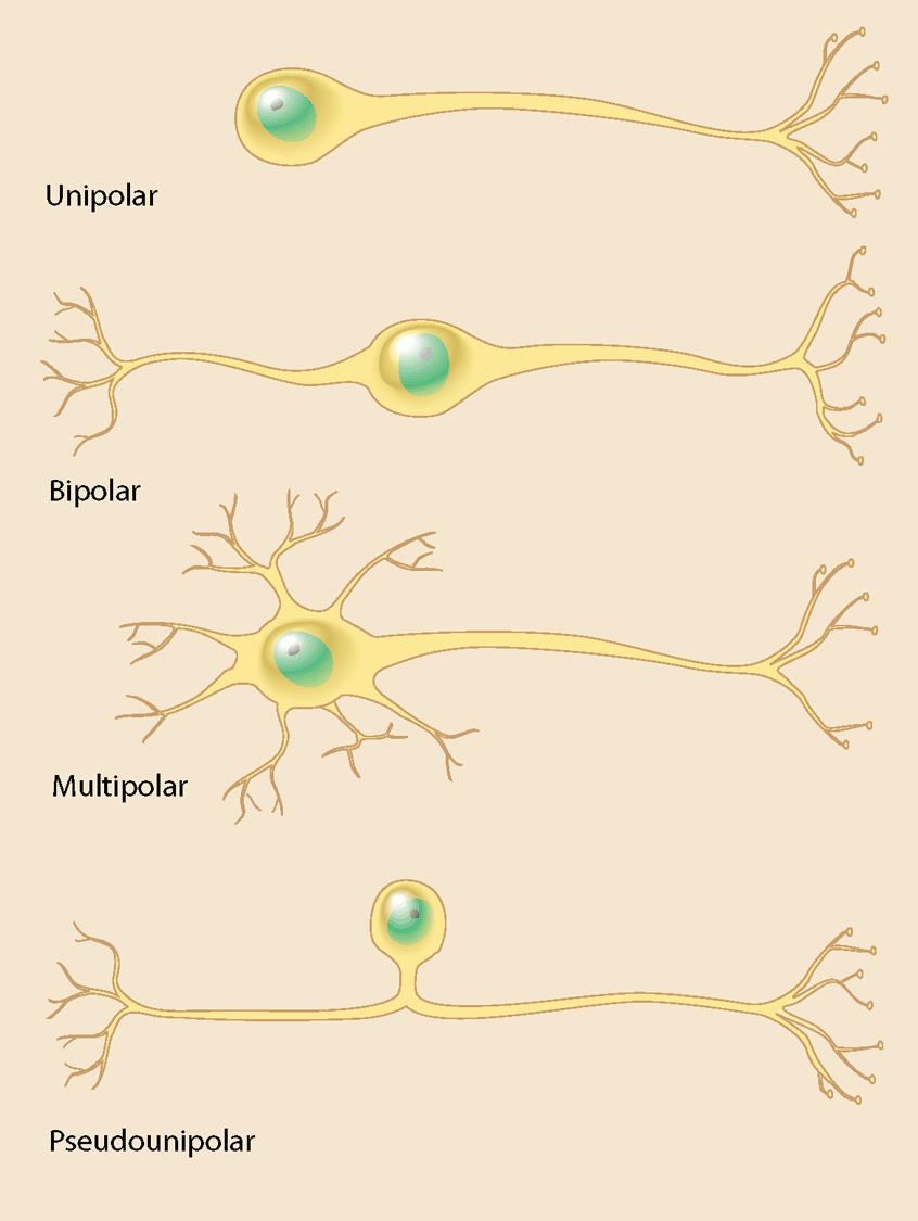 Types of Neurons Unipolar: only 1 process. 1 dendrite or 1 axon Bipolar: 2 processes.