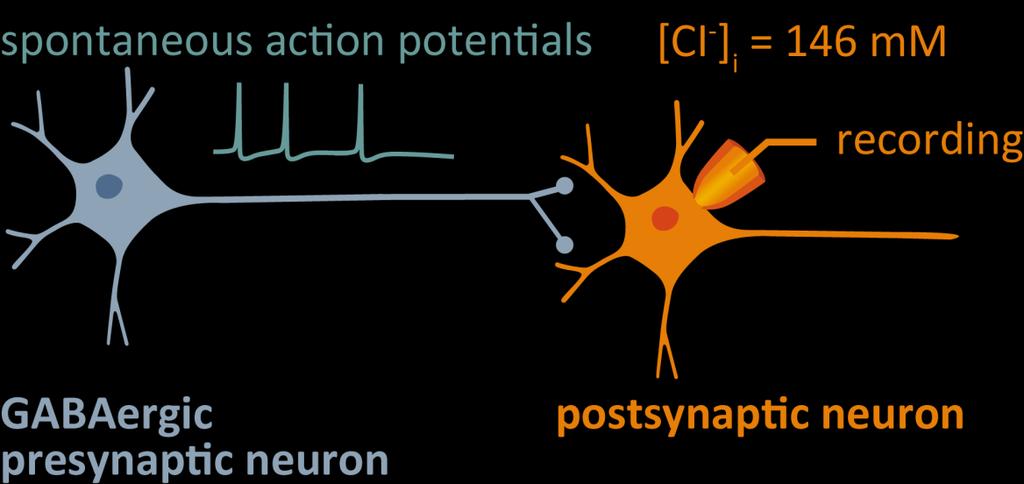 GABA A postsynaptic potential 20 whole-cell configuration current-clamp mode spontaneous