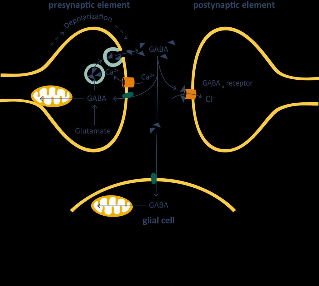 Overview of GABAergic transmission 25 (1) GABA binds to the GABA A receptor the channels open (2) GABA binds to transporters
