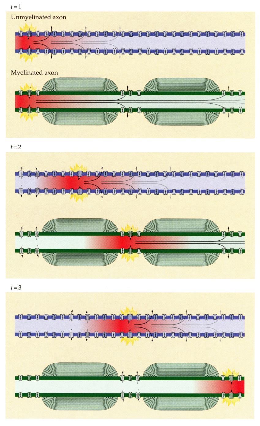Saltatory Conduction The membrane wrapped by myelin is not excitable, and there is a high density of voltage-gated Na + channels in the nodes between
