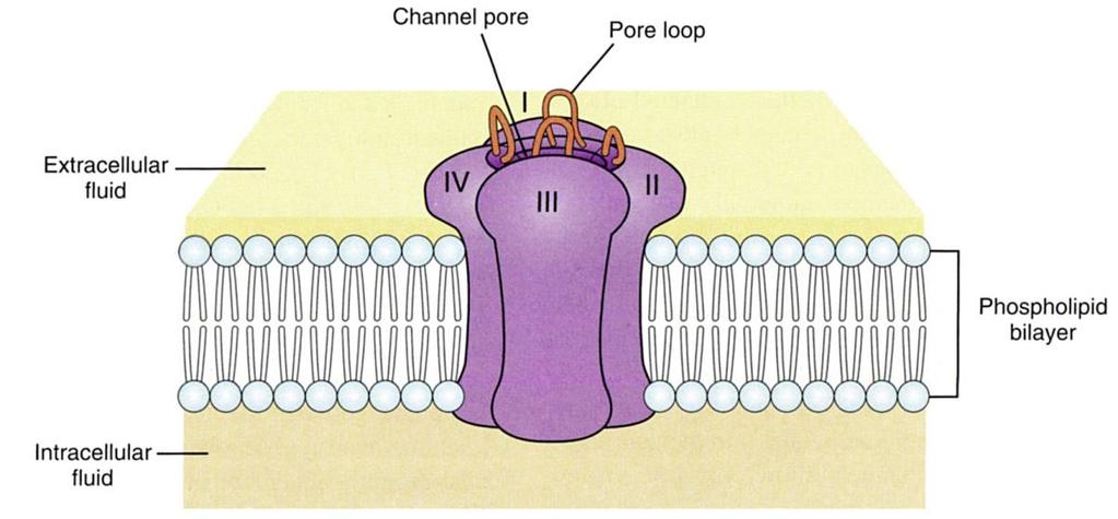 Resting Membrane Potential Channels and transporters are formed by