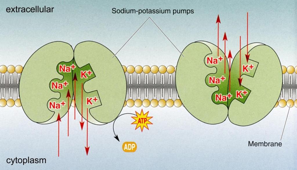 Resting Membrane Potential The sodium-potassium pump moves 3 sodium ions out of the neuron and
