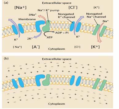 The basis of the resting membrane potential (2/3) Ion channels: passageways through the membrane via which ions might pass.