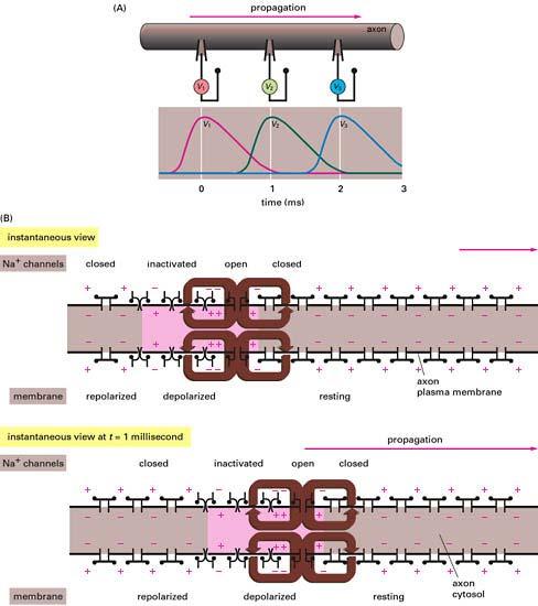 Action Potential Propagation When the axonal membrane becomes depolarized, it depolarizes its neighbor by opening