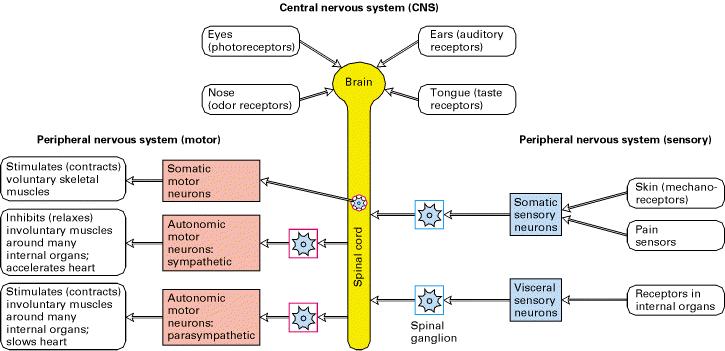 Nervous system Peripheral nervous system (sensory and motor nerves) Sympathetic (involuntary, fight or flight)