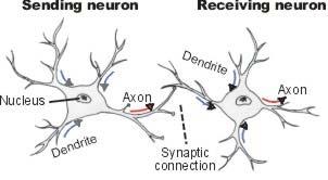 The Neuron Neurons consist of Soma, the cell body.