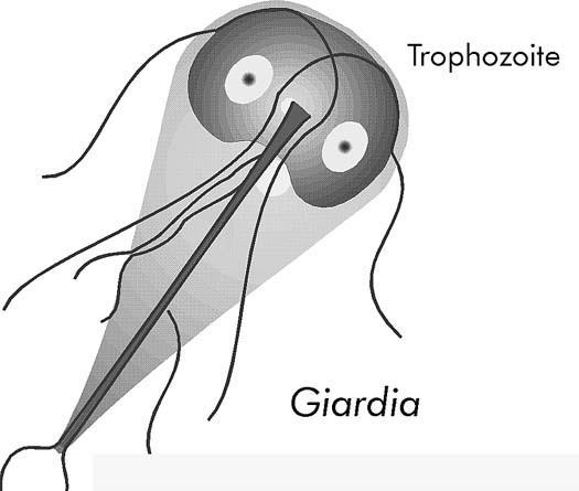 The Flagellates: Giardia and D.