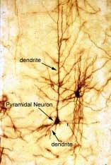 Myelin Stains myelin For more info.