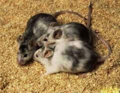 Transgenic mice Genetic Engineering!