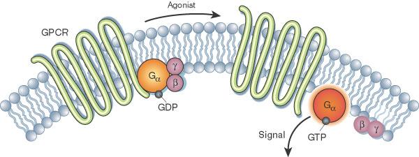 DMX-200 acts through GPCRs G-Protein Coupled Receptors are the target of 30-40% of all known drugs Robert